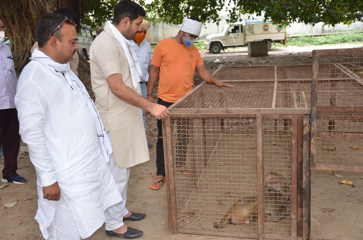 Monkey catching campaign start in city.