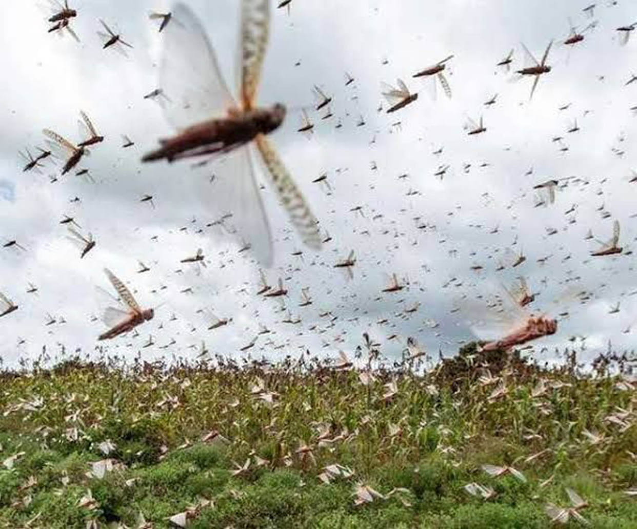 Locusts killed in three villages killed