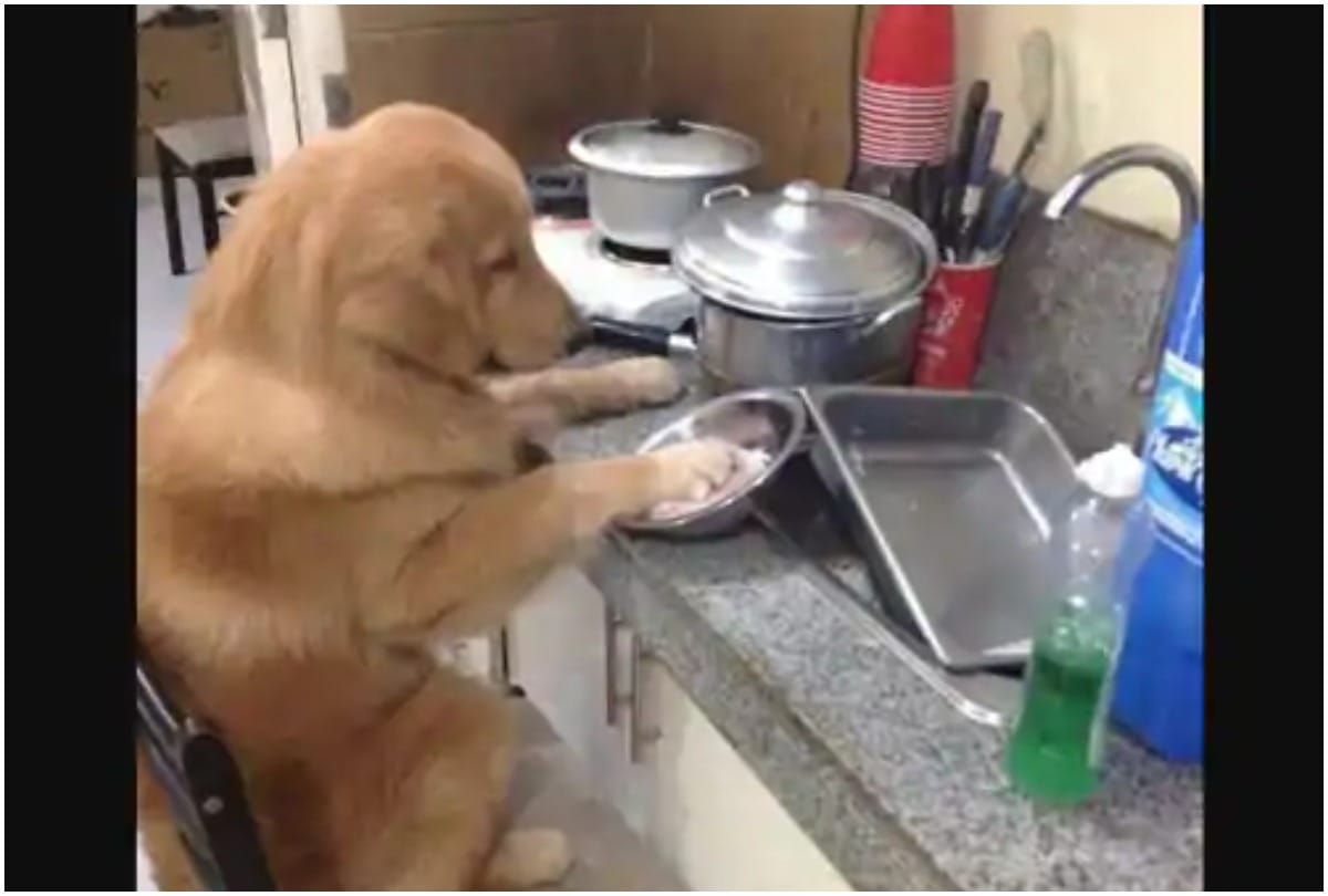 Dog made to help with chores for being lazy is relatable on another level