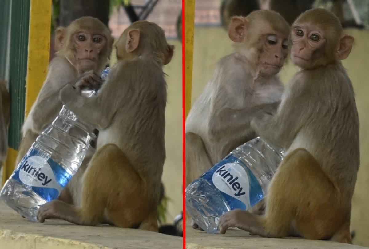 monkey drinking water after heavy heat wave in gorakhpur