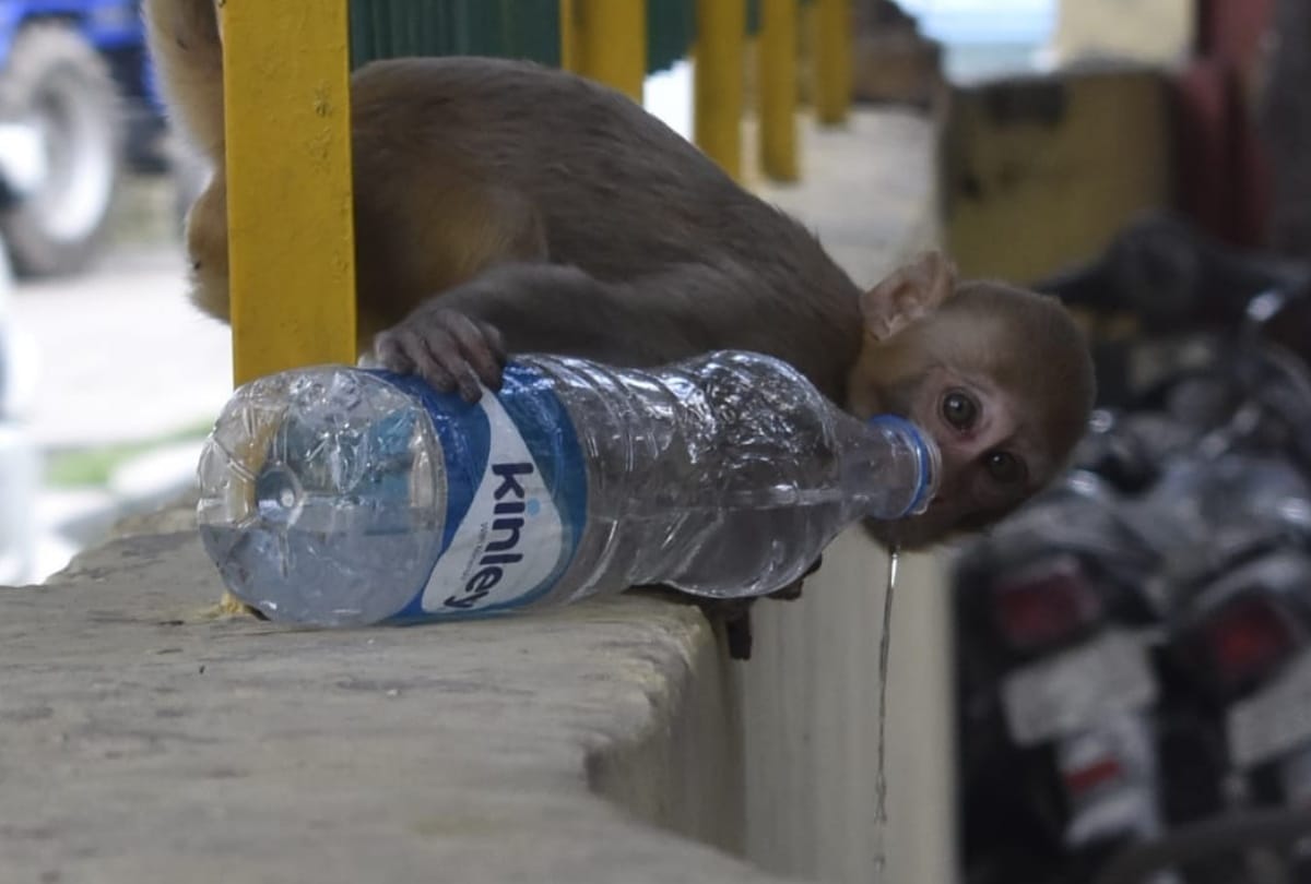 monkey drinking water after heavy heat wave in gorakhpur