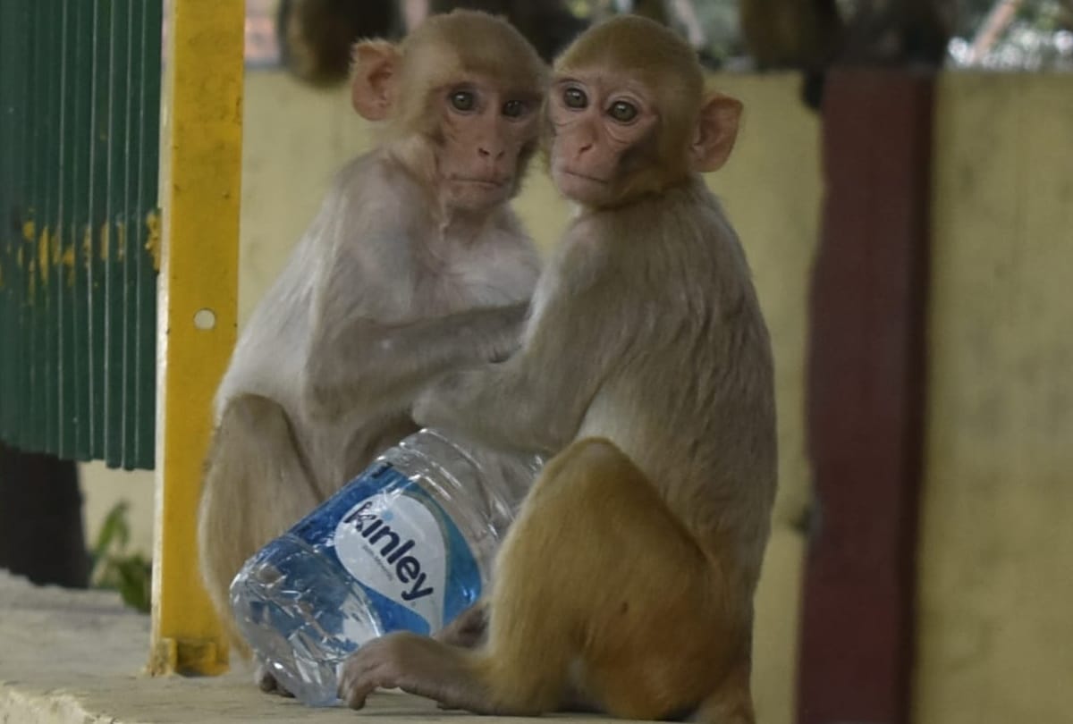 monkey drinking water after heavy heat wave in gorakhpur