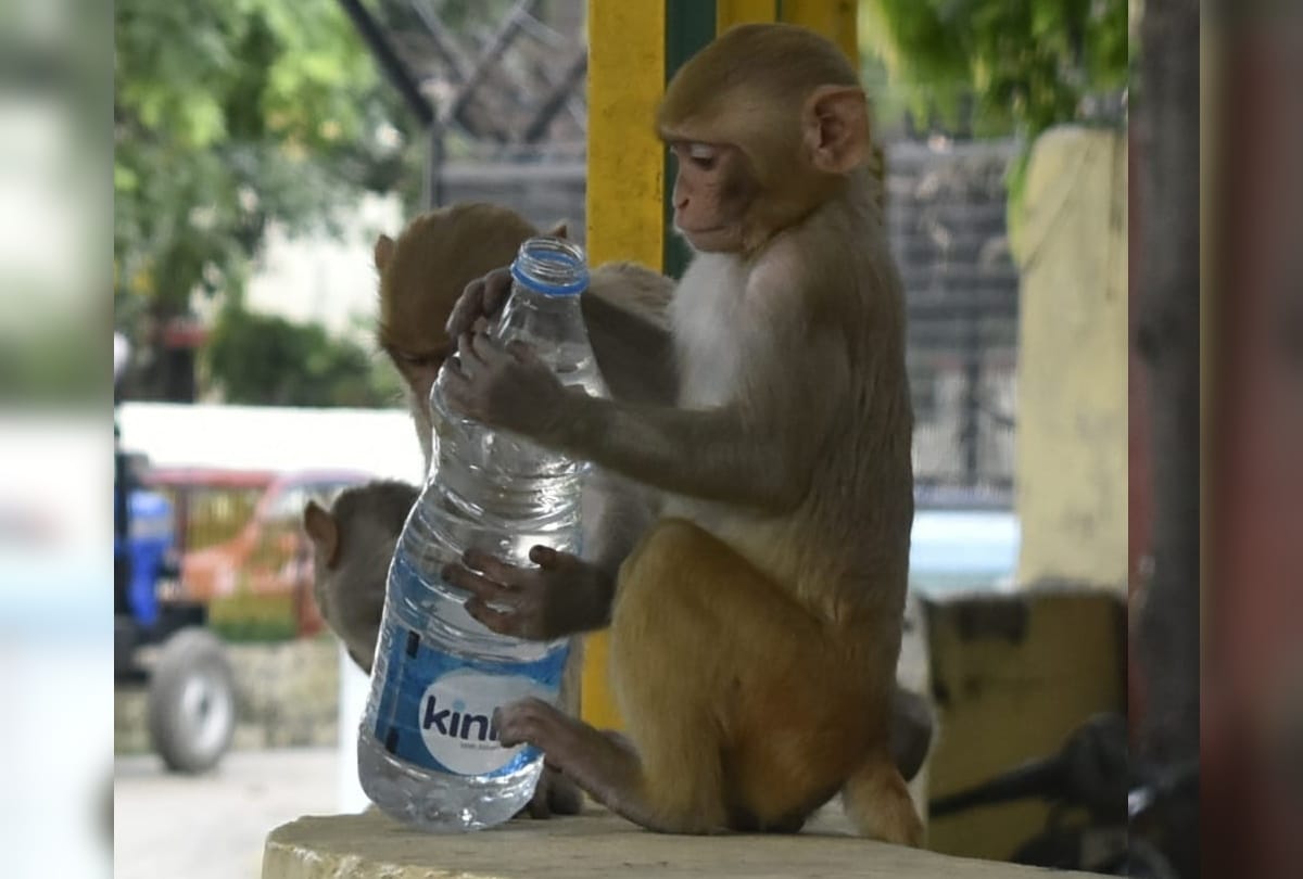 monkey drinking water after heavy heat wave in gorakhpur