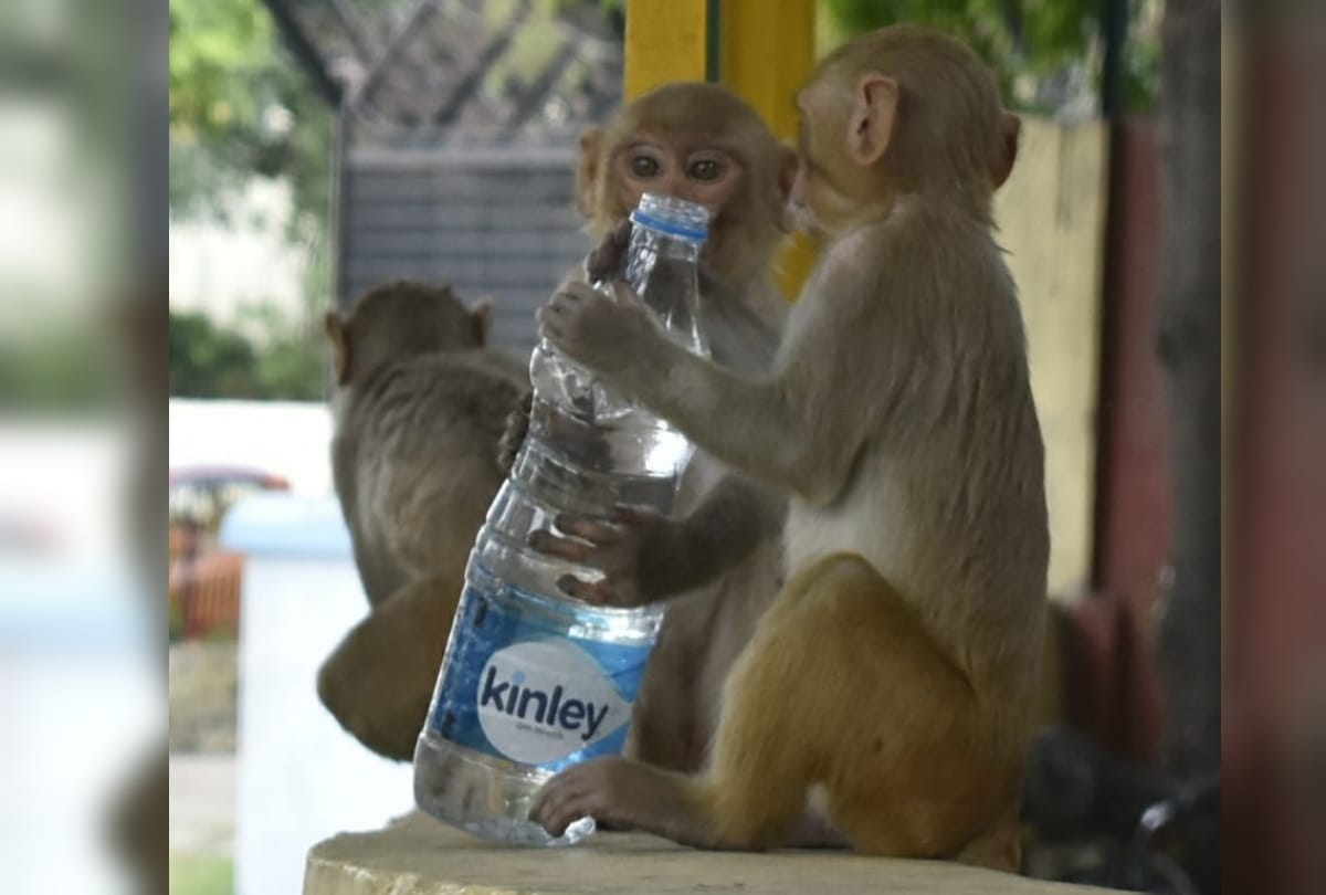 monkey drinking water after heavy heat wave in gorakhpur