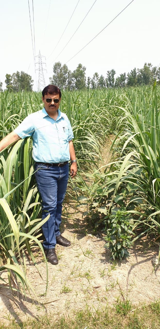 Sowing of sugarcane will be done from nursery prepared in 1500 hectare land