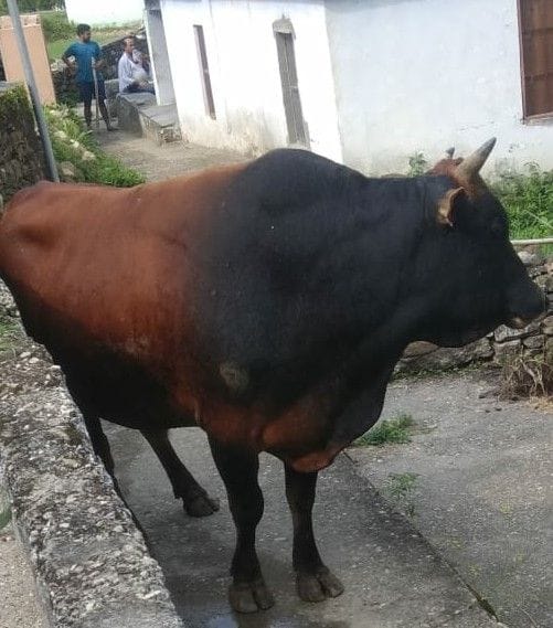 Bull spreading panic in villages