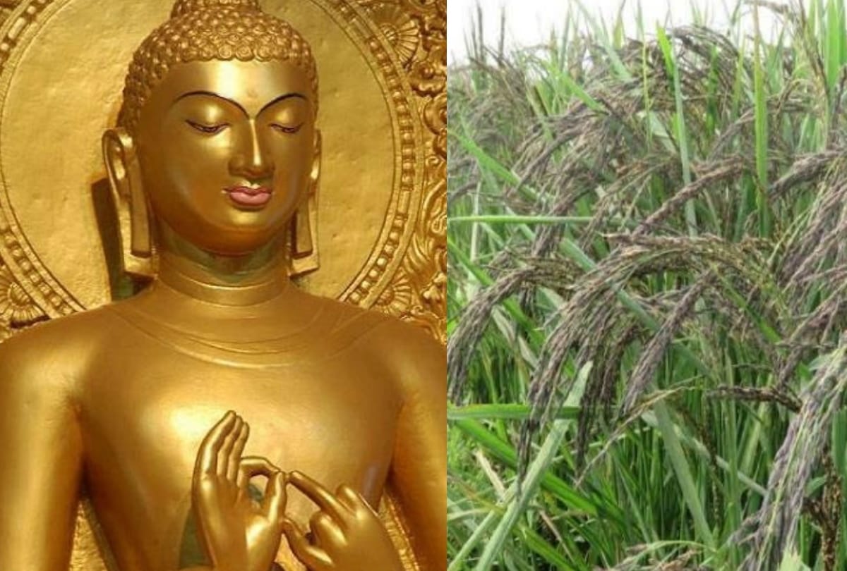 Siddhartha University will save legacy of black salt rice