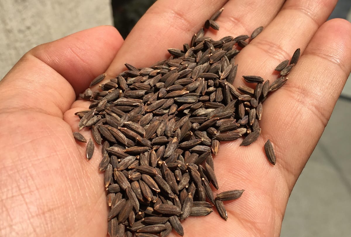 Special story Of Kalanamak rice with Bhagwan buddha