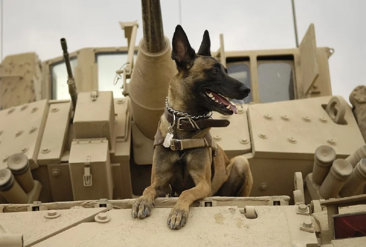 Incident at Petrich War between Greece and Bulgaria because of a dog