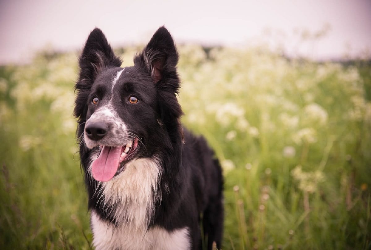 us 8 year old dog becomes owner of 36 crores rupees