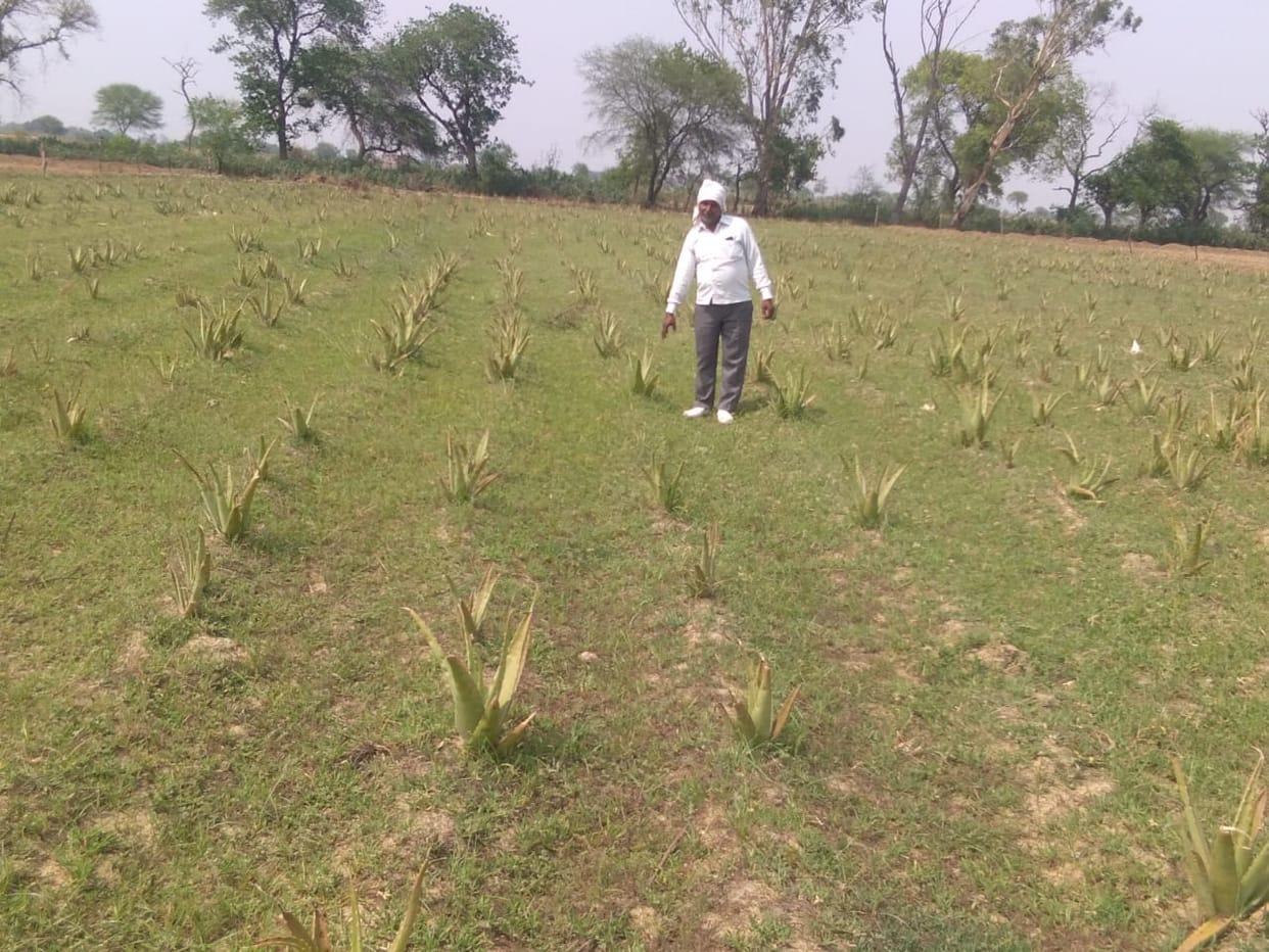 Farmers also increase income from herb cultivation