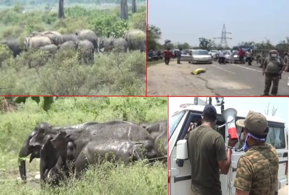 Group of 18 Elephants Arrives Near Highway in haridwar, Public panic photos