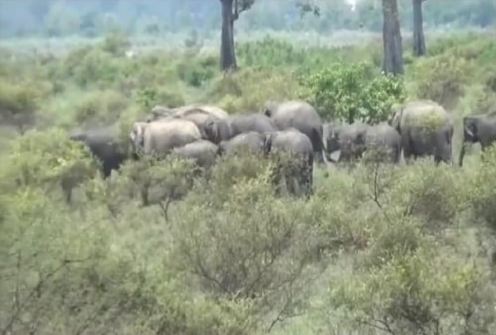 Group of 18 Elephants Arrives Near Highway in haridwar, Public panic photos