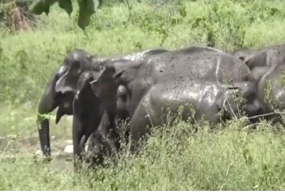 Kotdwar: Group of Elephants Arrived in Residential Area, Panic in Public