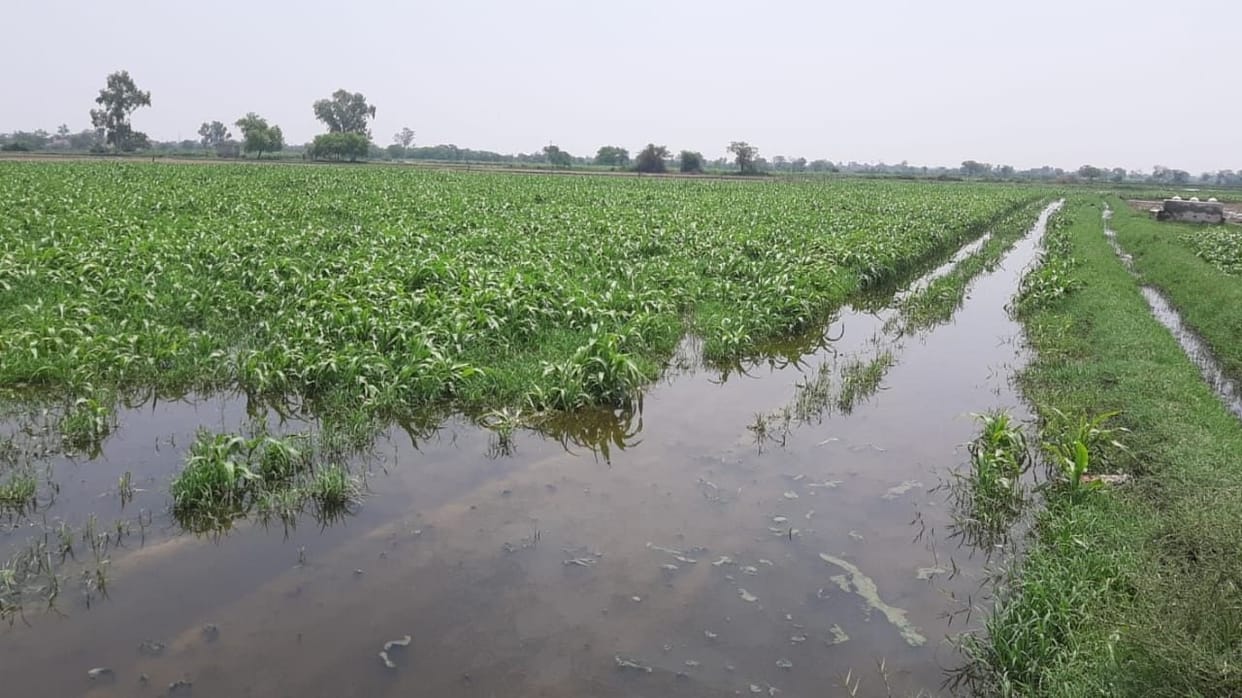 drain, overflow, crop, water logging