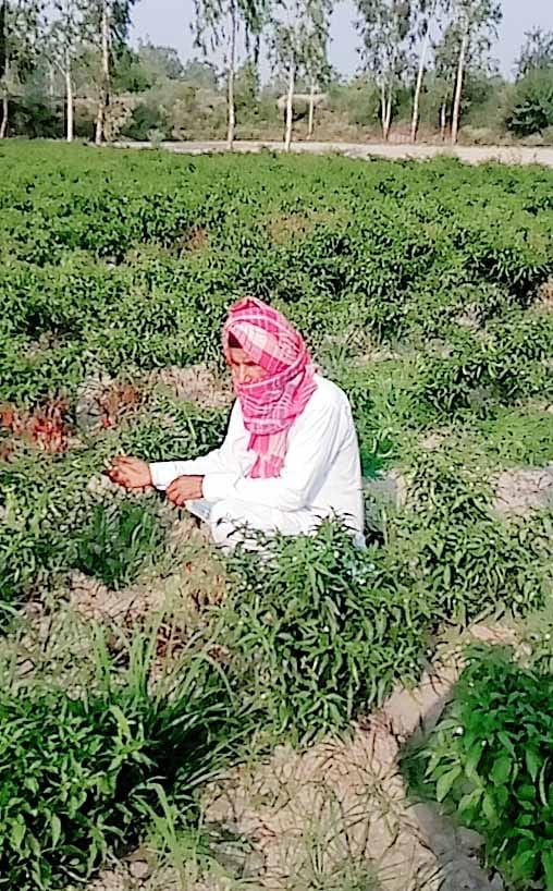 Farmers disappointed due to loss in chilli farming