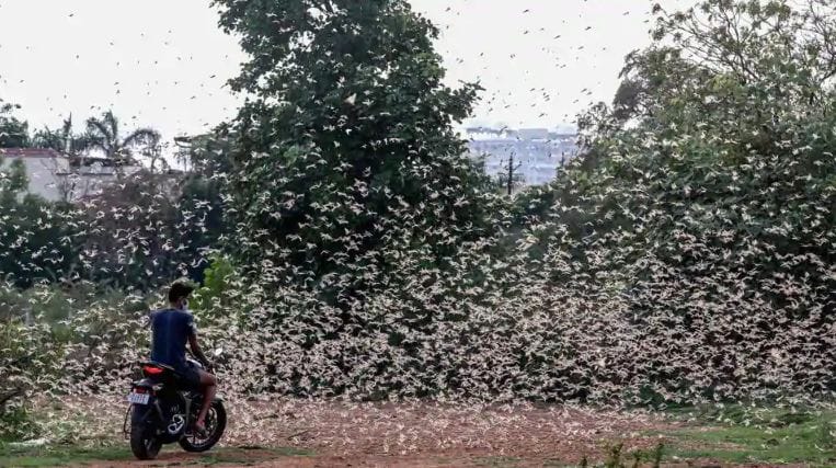 The swarm of desert locusts reached inside Bhopal, will be eradicated by spraying chemical