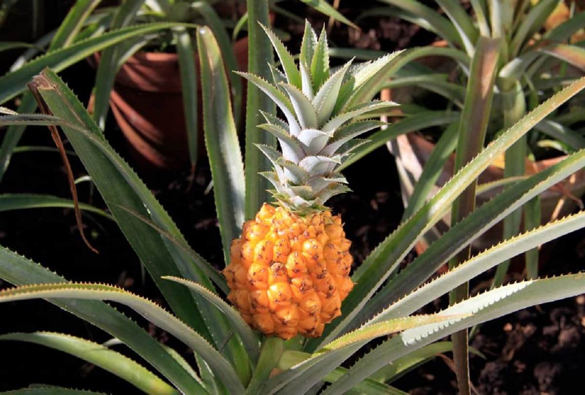 5 most expensive fruits in the world
