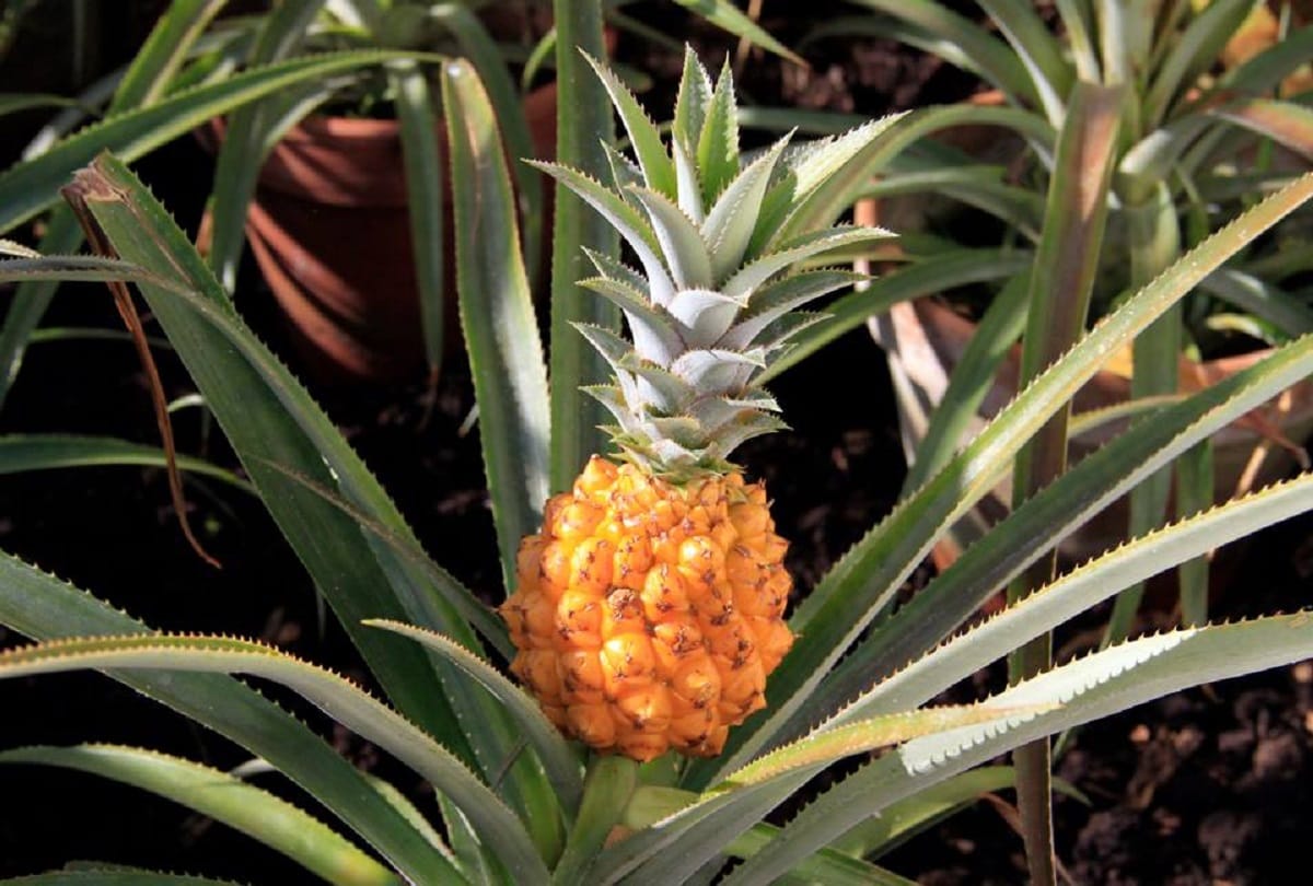 The five most expensive fruits in the world