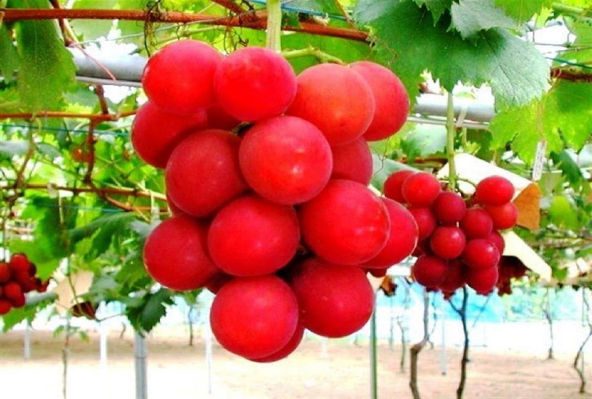 The five most expensive fruits in the world