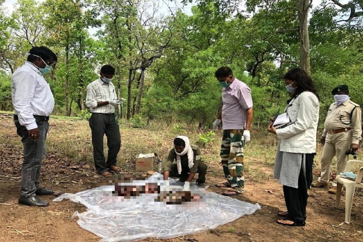 Madhya Pradesh: Two tiger cubs found dead at Bandhavgarh Tiger Reserve in Umaria after male tiger attacked