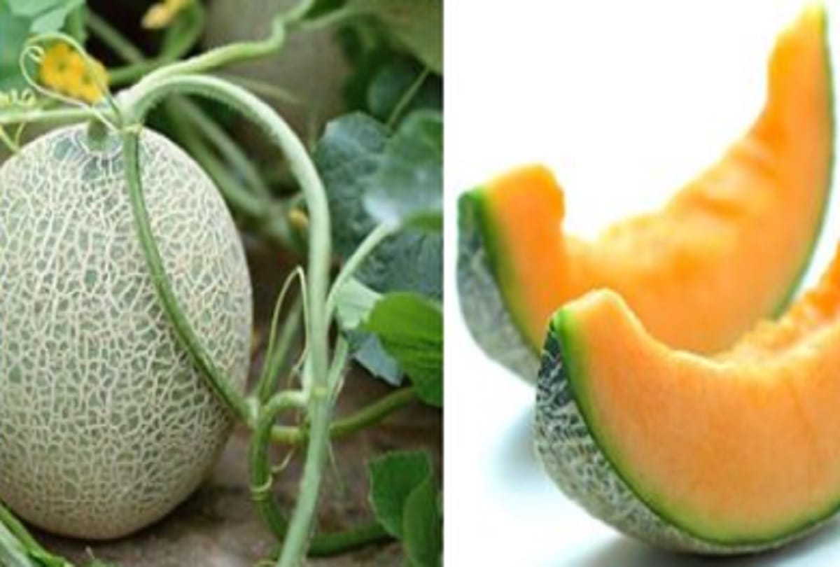 The five most expensive fruits in the world