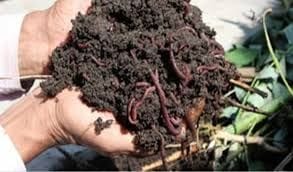 Aligarh: Earthworm may be affected by Corona virus
