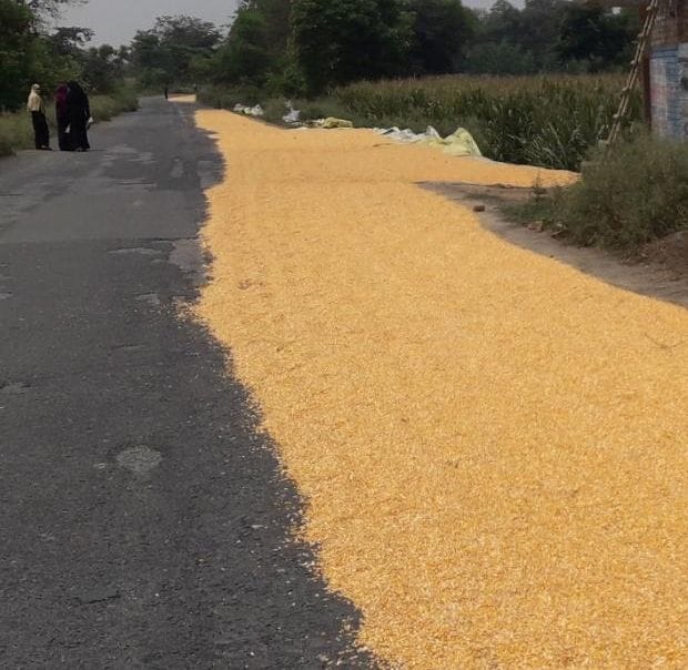 corn fill on road in kannauj