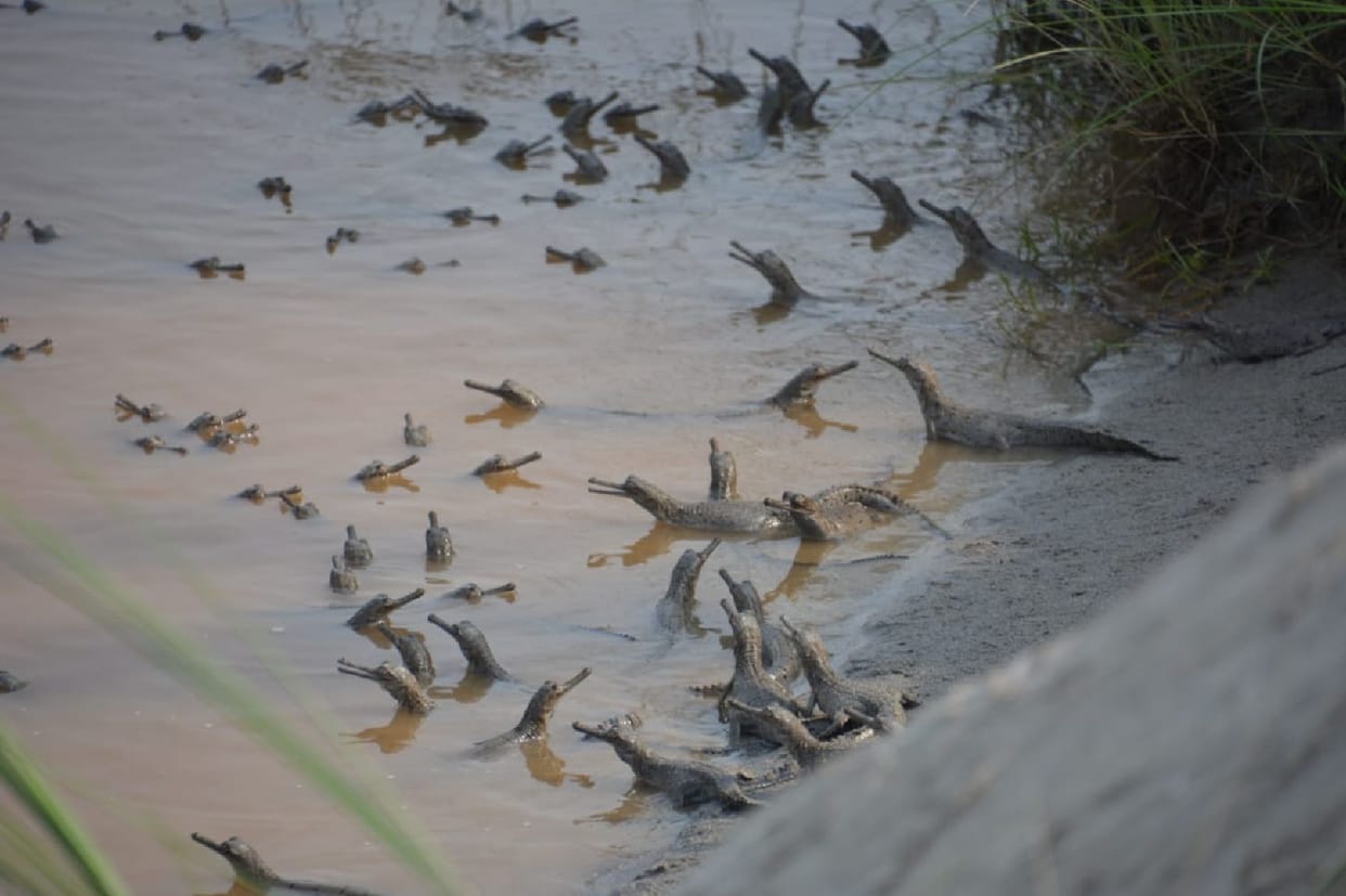 Little gongs came out of the nest on the topu of Gerua river
