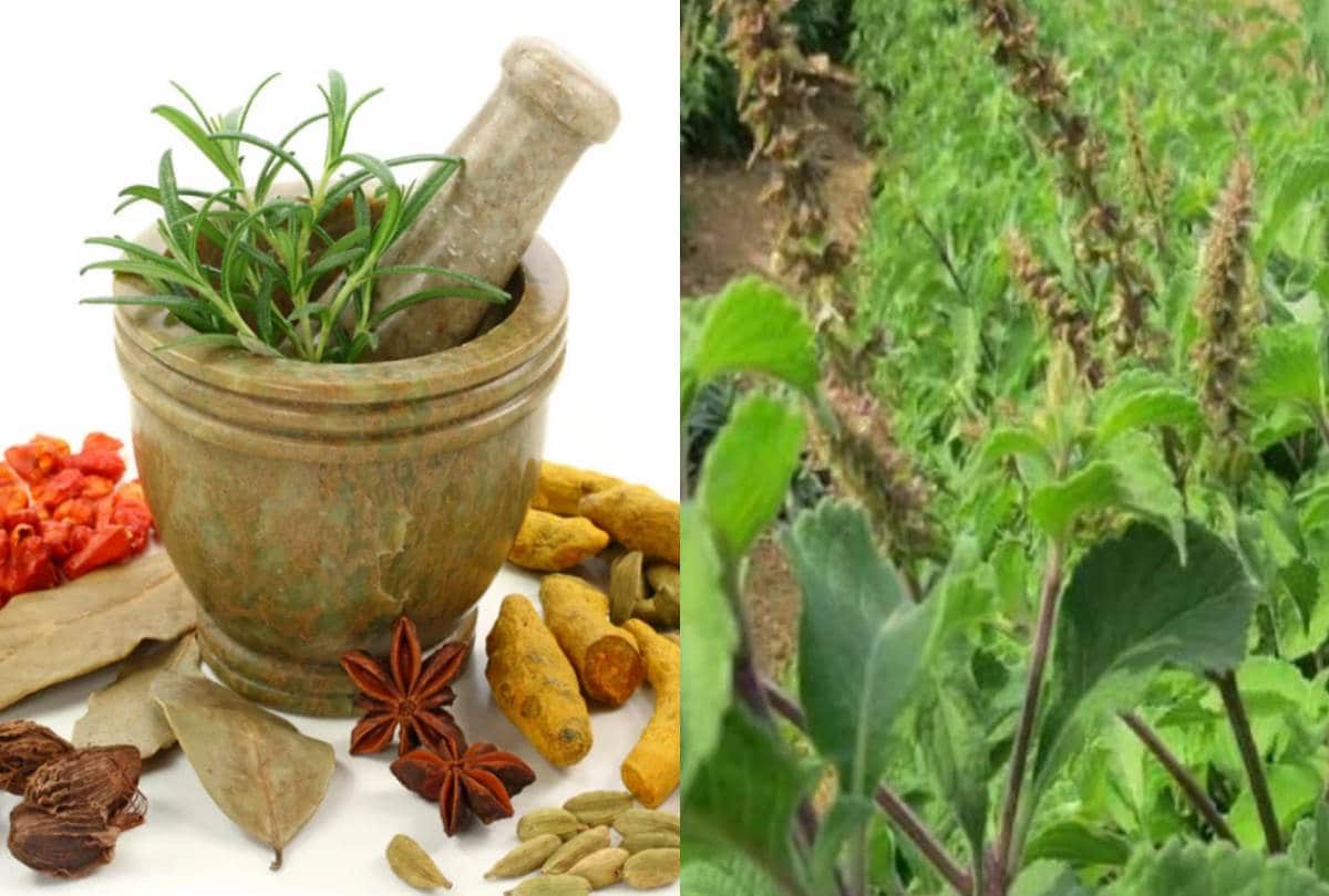 Ayurveda department will strengthen immune system of the people of Punjab