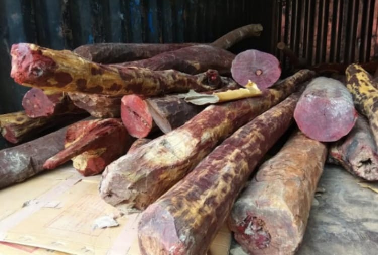Police busted a gang and seized close to 20 quintals of red sandalwood in Jhajjar district
