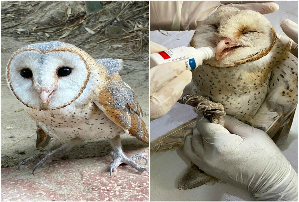 Eagle And Owl Fight In Agra Fort