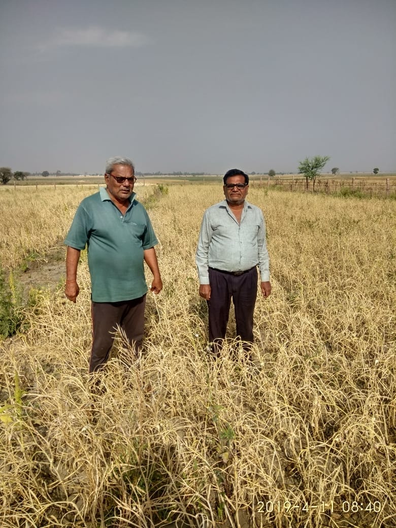 tecnical harvesting changed the picture of village