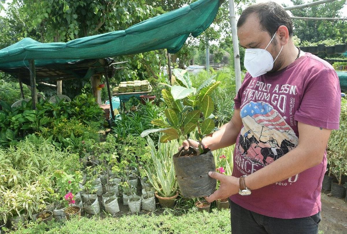 Nursery Plants Business Effects In Corona Virus Time Demands For Tulsi
