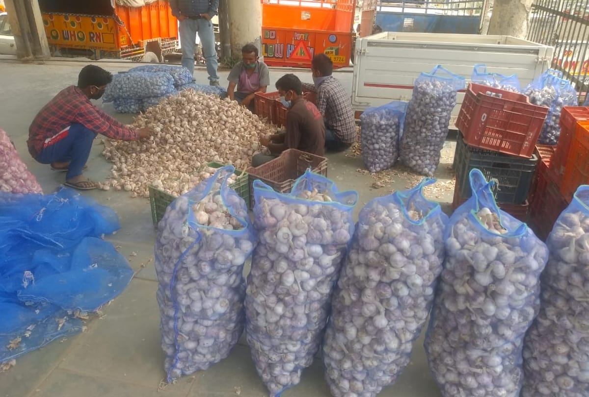 farmers getting good price of garlic in sirmour himachal pradesh