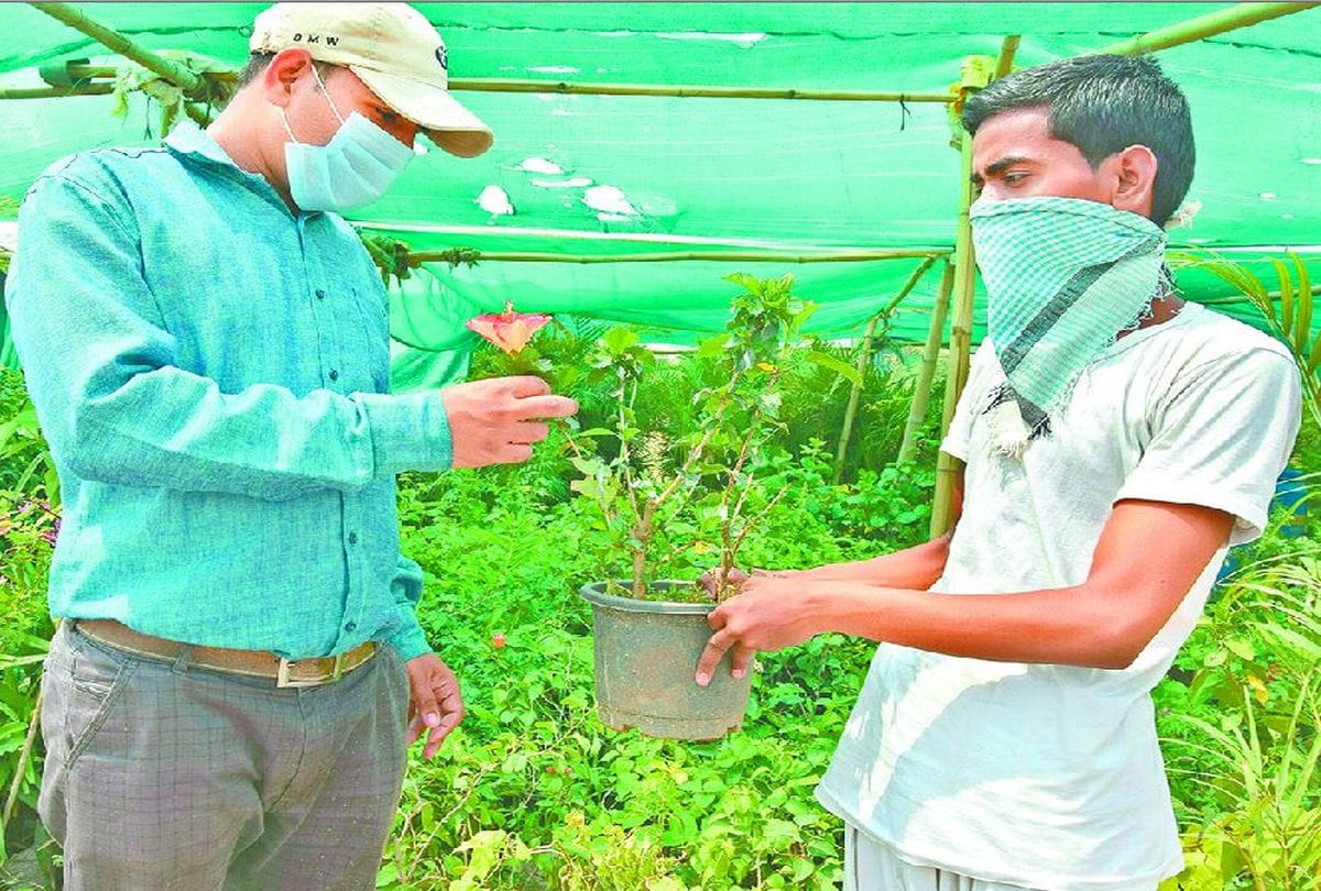 Nursery Plants Business Effects In Corona Virus Time Demands For Tulsi