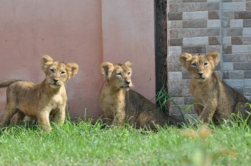 etawah safari,etawah,etawah news