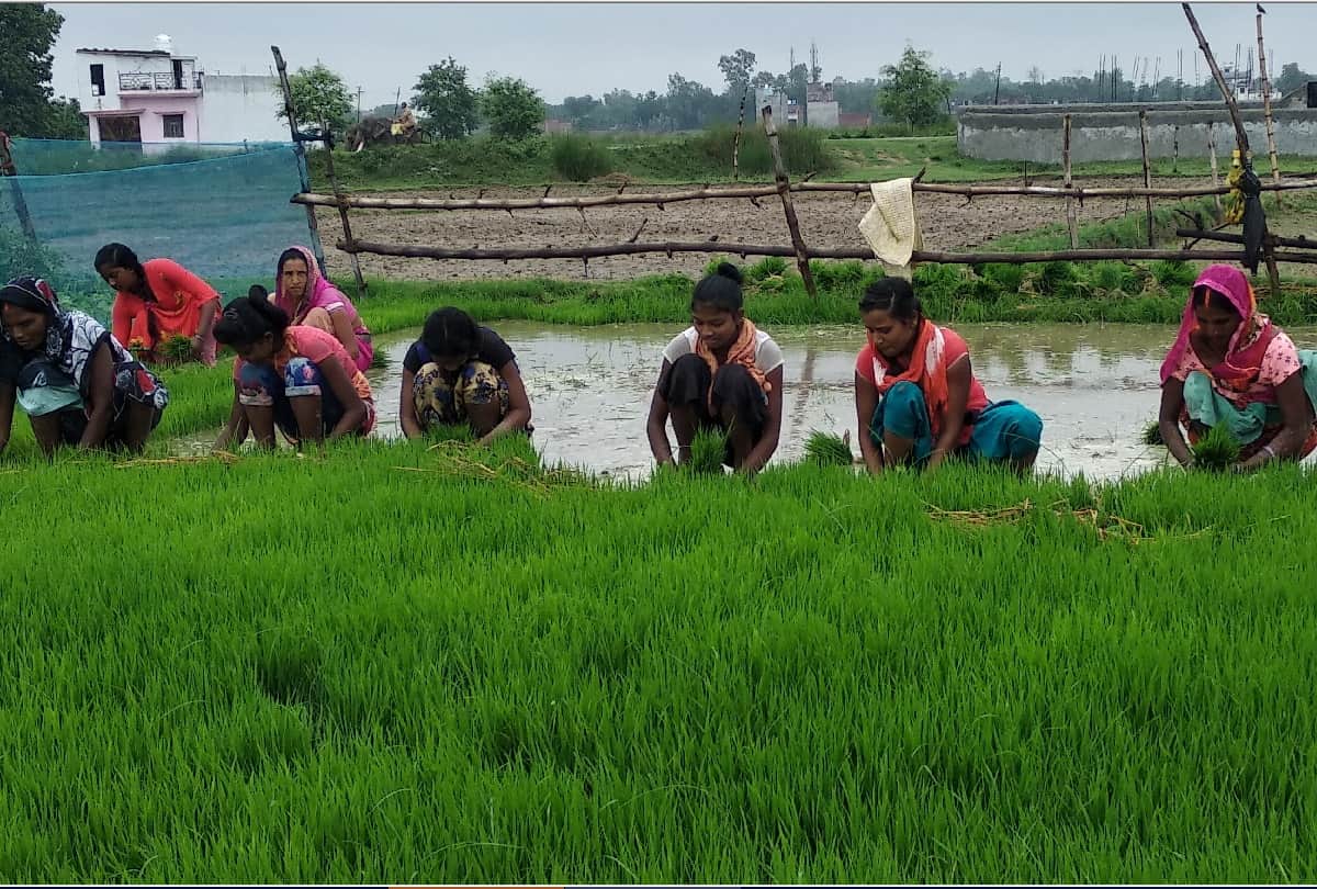 Gorakhpur weather News Water logging in Gorakhpur after heavy rain Farmers will benefit