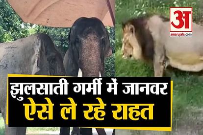 Mercury goes rise wild animal tiger lion elephant in summer season at delhi zoo