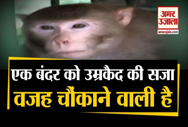 यहां सुनाई गई बंदर को उम्रकैद की सजा, गुनाह सुनकर रह जाएंगे दंग - Mirzapur  Kanpur Zoo Monkey Kalua Life Punishment Life Term In Captivity- Amar Ujala  Hindi News Live