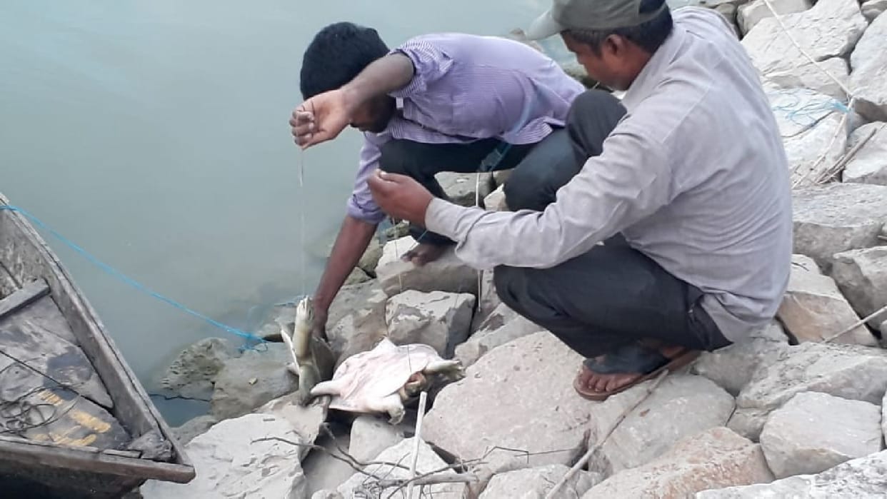 Predators put nets, five turtles trapped in Gerua River