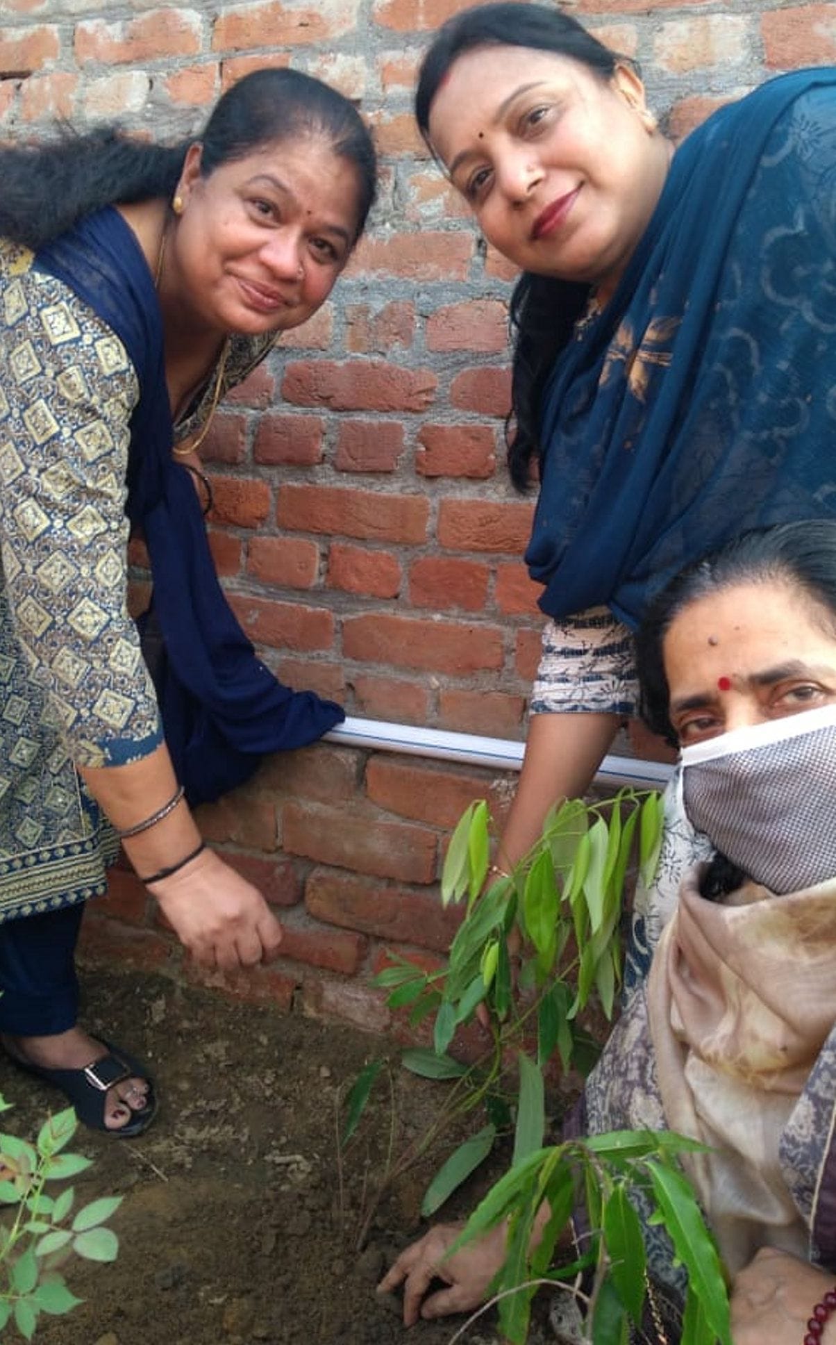 Green Plants Planted in My Ground Program
