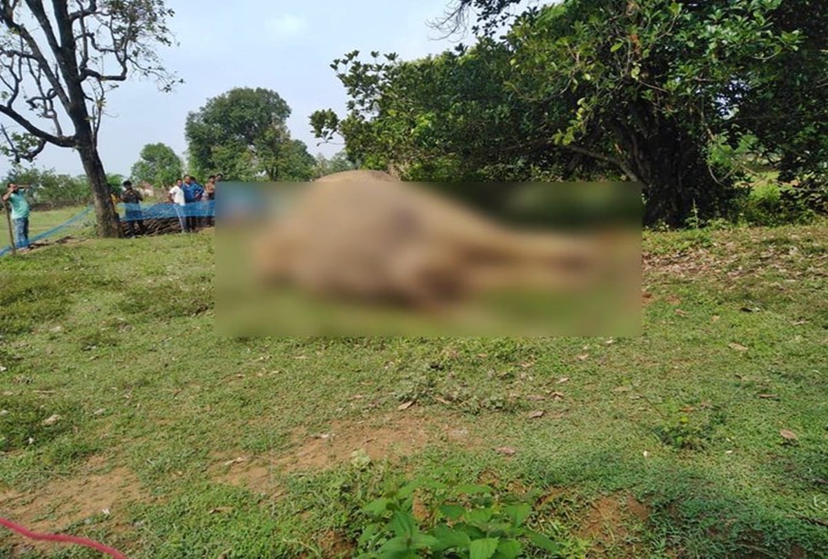 Two elephants found dead in Coimbatore, one in Niligiris