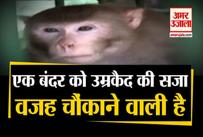 mirzapur kanpur zoo monkey kalua life Punishment life term in captivity