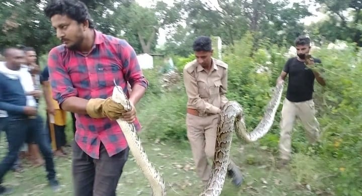 Forest Department released python and rattle snake into the forest