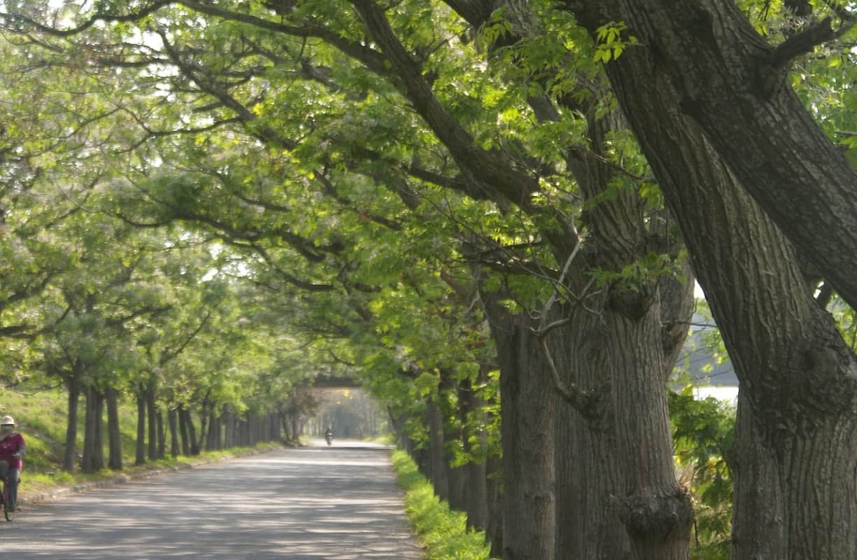 World Environment Day 2022 Theme Significance Know About These Oxygen Rich Trees in Hindi