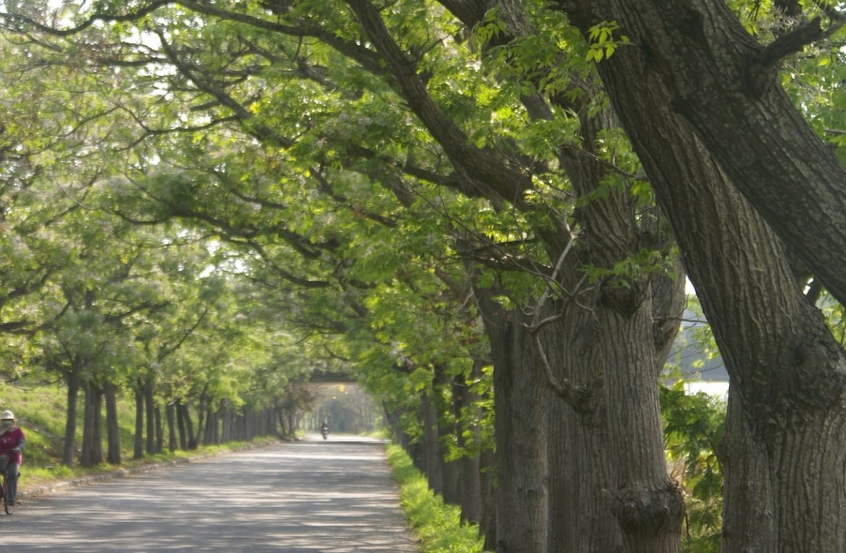world environment day 2021 these trees are provide oxygen and importance in hindu religion