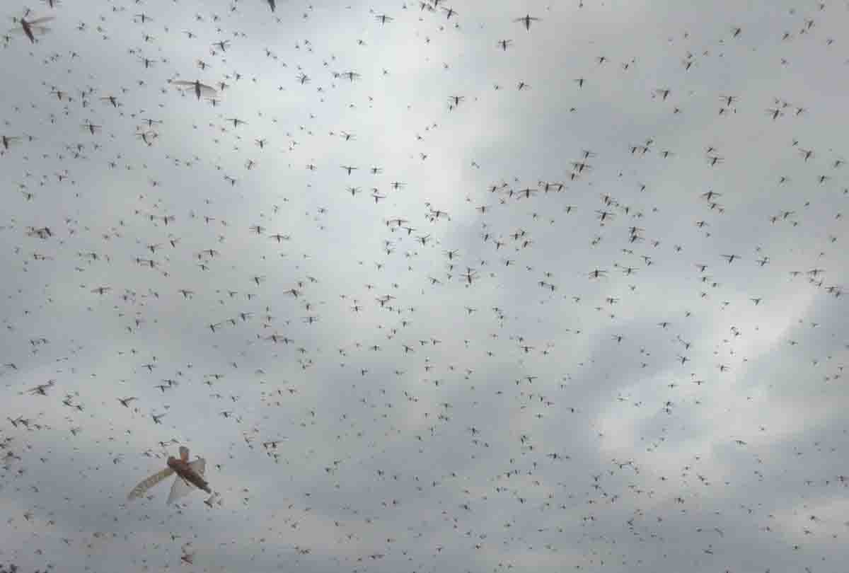 UP: Locust team attacked in banda