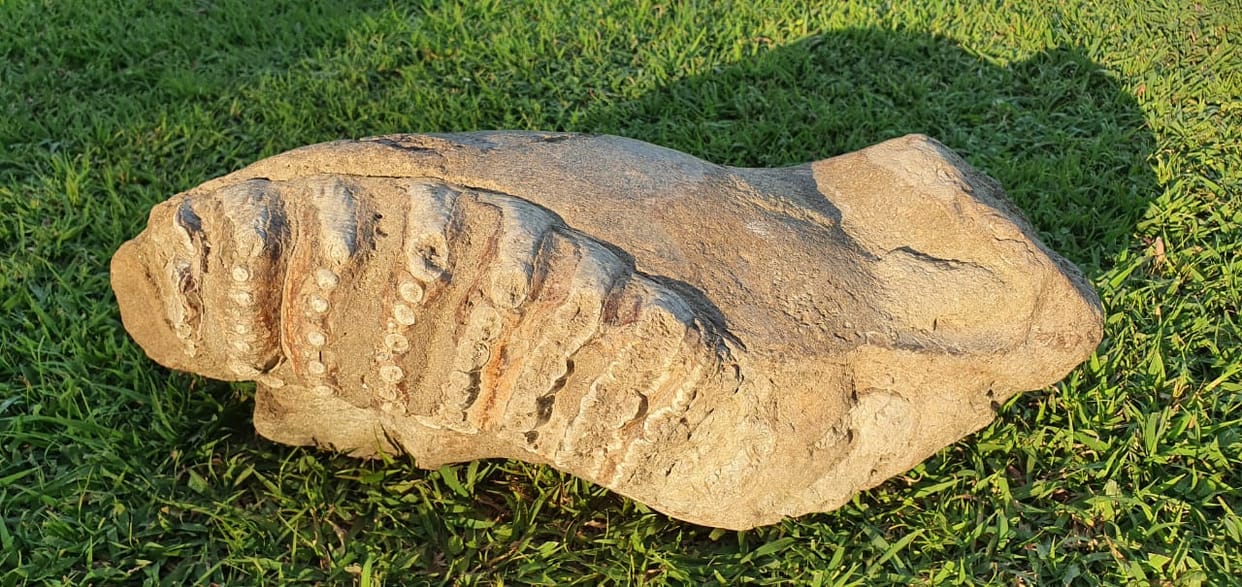 50 lakh year old fossil found in elephant in Shivalik forest division50 lakh year old fossil found in elephant in Shivalik forest division