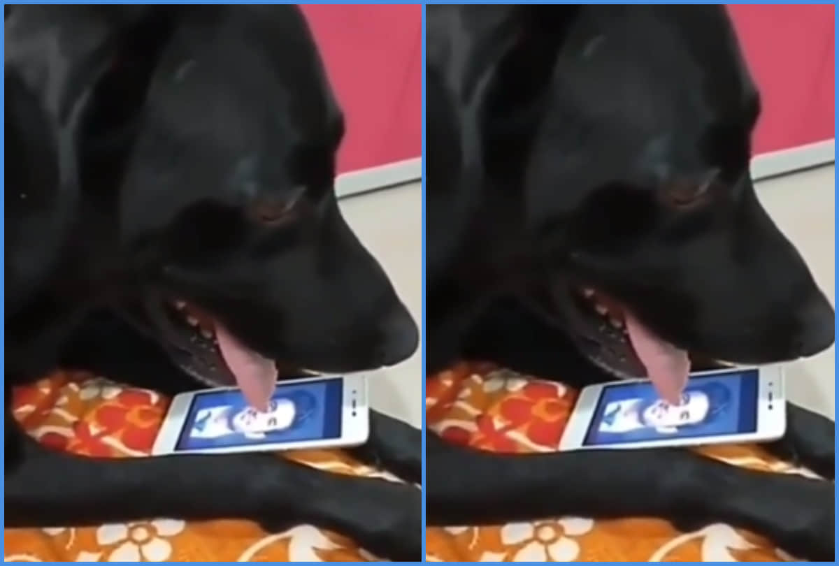 sushant singh rajput death his pet dog fudge heartbroken here viral video